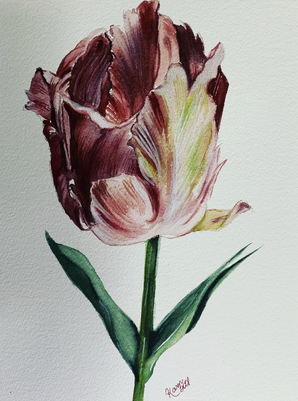 Parrot Tulip Study