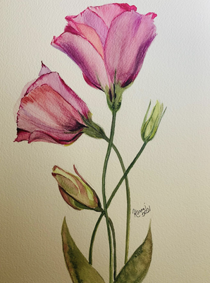 Pink Carnation Grace